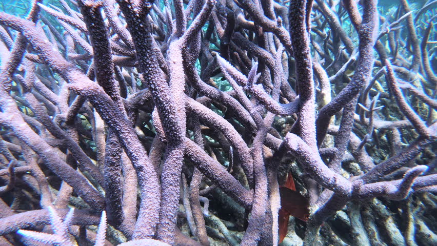 Coral bleaching Great Barrier Reef Australia. Dying ocean wildlife Royalty-Free Stock Footage #1105328419