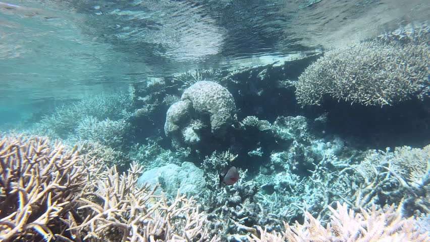 Coral bleaching Great Barrier Reef Australia. Dying ocean wildlife | Shutterstock HD Video #1105328419