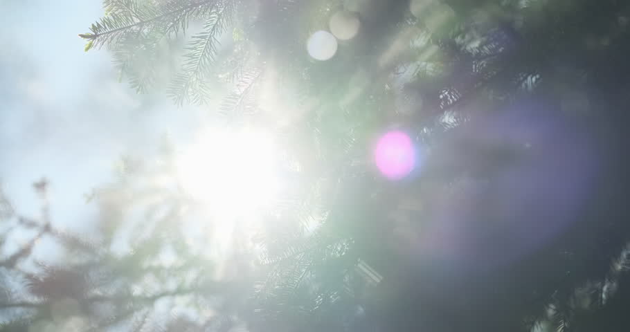 Spruce forest blur in sunlight abstraction background, close up. Beautiful sunny fir tree nature. Bokeh pine branches in sun light on blue sky backdrop. Sun ray breaks through pine needles in summer Royalty-Free Stock Footage #1105328517