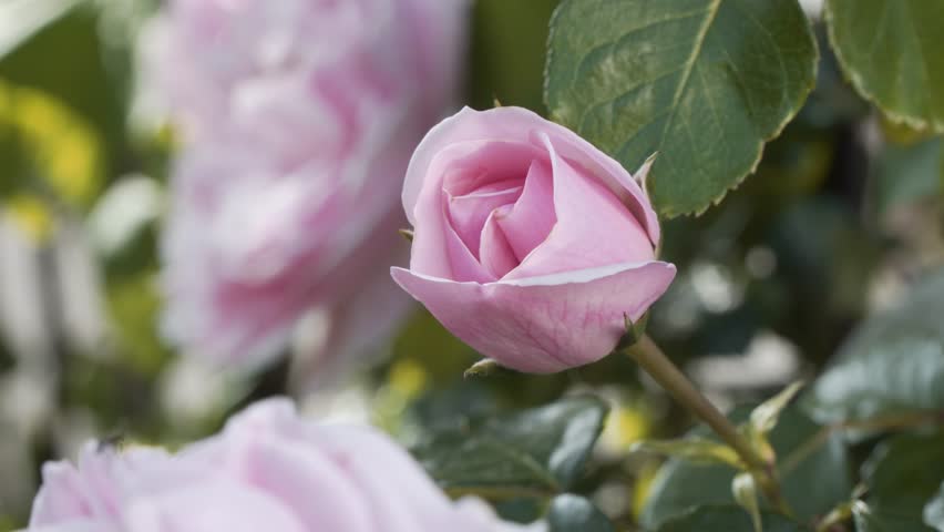 4K close up pink rose in a summer garden. Many roses and green leaves in the background. Vibrant summer countryside floral rose footage. 