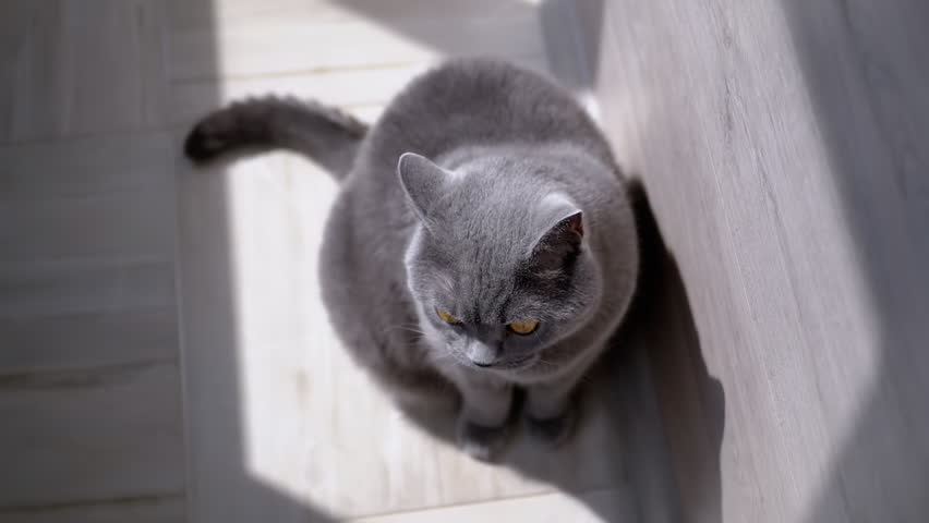 Gray Fluffy Domestic Cat Sits on Floor, Looks Up at the Sunlight, Raising Head. Close up. Isolated. Falling shadow, sun rays. British purebred cat with green eyes is basking in the sun, on a balcony. Royalty-Free Stock Footage #1105335133