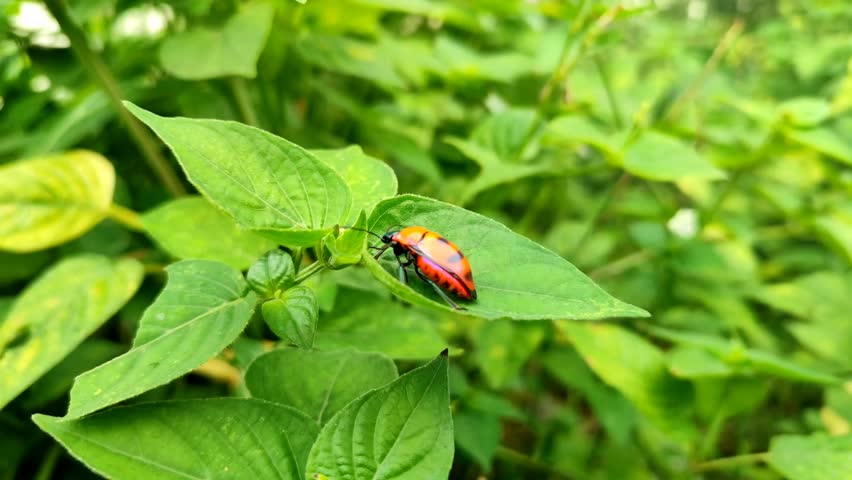Tectocoris diophthalmus commonly known as the hibiscus harlequin bug or cotton harlequin bug, is the sole member of the genus Tectocoris. It is a brightly coloured convex and rounded shield-shaped bug