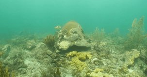 stony coral tissue loss disease on shallow reef near Fort Lauderdale, FL