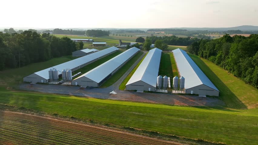 Chicken farm in USA. Industrial factory animal production. Aerial establishing shot of poultry barns and silos. Royalty-Free Stock Footage #1105342929