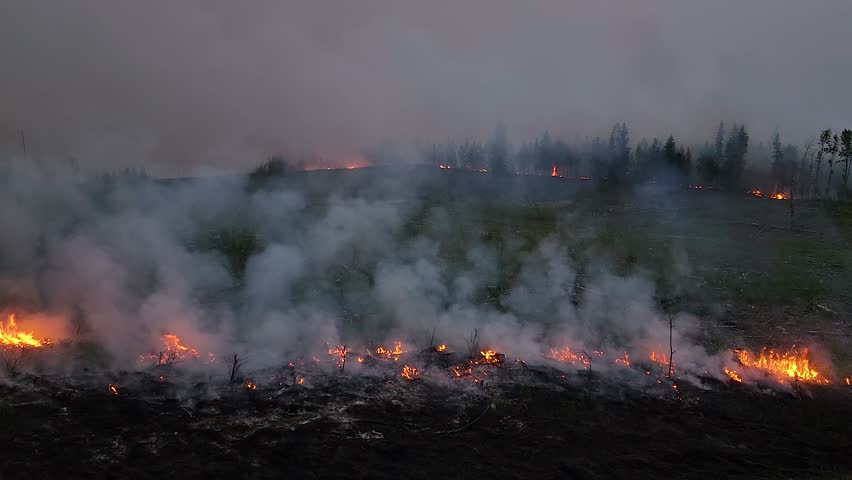 Slow pan across burning field from wildfires, dark, forest in distance, Alberta, Canada | Shutterstock HD Video #1105345037