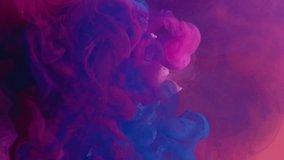 Vertical video. Ink water splash. Flower color. Magic nature. Neon pink purple blue vapor motion over white blooming chrysanthemum petals on bright abstract art background.