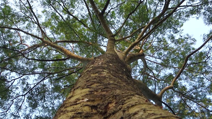 A big tree upward rotating cinematic shot. Indian Forest Royalty-Free Stock Footage #1105349377