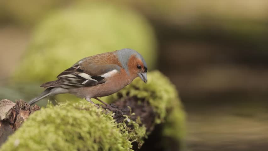 Birds in the forest drinking pool