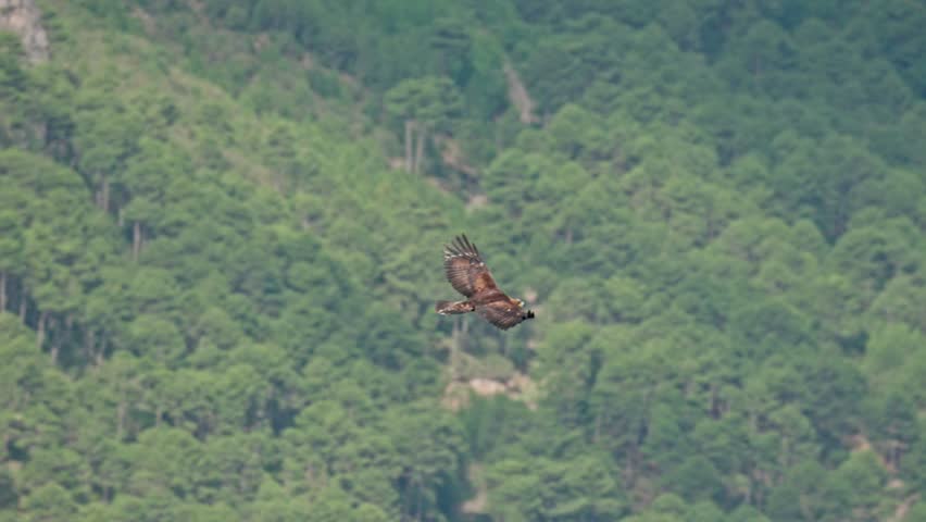 Golden Eagle (Aquila chrysaetos) Soaring in the Pyrenees in Catalonia Spain Royalty-Free Stock Footage #1105356197