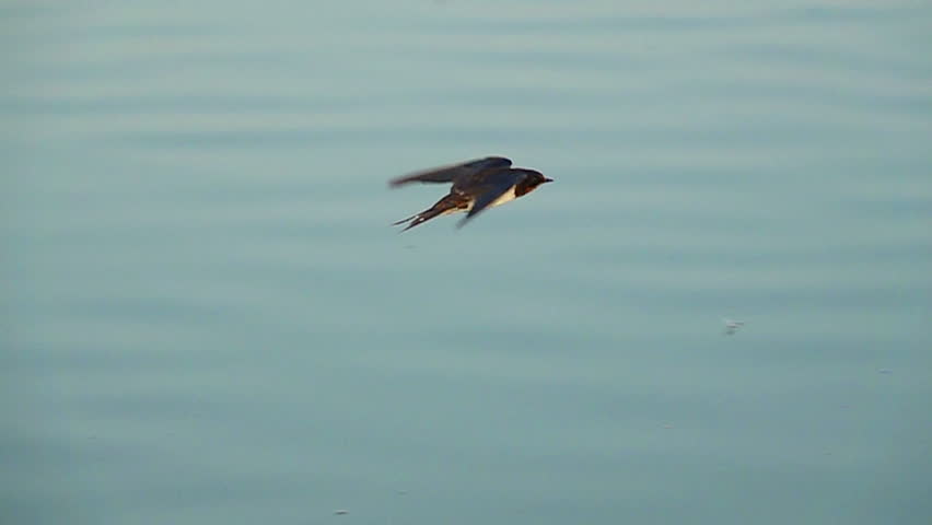 Close-up swallow flying on a water slow motion Royalty-Free Stock Footage #1105360653