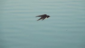 Close-up swallow flying on a water slow motion - Powered by Shutterstock - Get 15% off with code: PIKWIZARD15