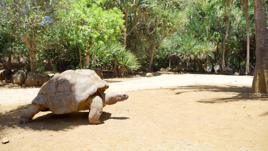 Aldabra giant tortoise endemic species - one of the largest tortoises in the world in the zoo nature park on Mauritius island. Huge reptile slow mo run. Exotic animals and traveling 4K video concept. | Shutterstock HD Video #1105362133