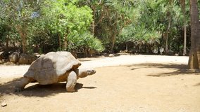 Aldabra giant tortoise endemic species - one of the largest tortoises in the world in the zoo nature park on Mauritius island. Huge reptile slow mo run. Exotic animals and traveling 4K video concept.
