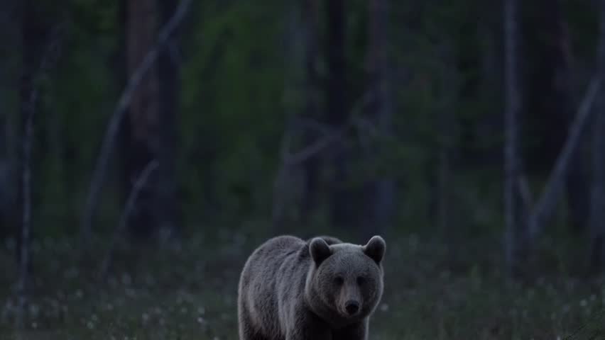 Night in taiga, Bear with lake fog, sunset. Autumn trees with bear. Beautiful brown bear walking around lake, fall colours. Big danger animal in habitat. Wildlife scene from nature, Finland, Europe.