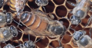 Queen Bee Laying Egg on honeycombs.