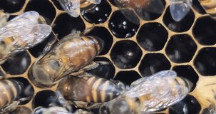 Inside the Beehive - A honeycomb, wax cells with honey and pollen. A honey bee colony close up, beehive, beekeeping.