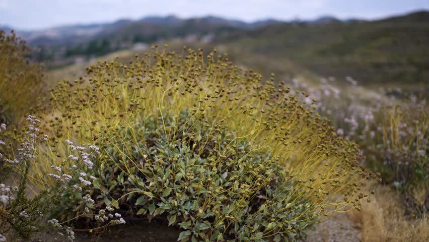 Turning view of Brittlebush after the flowers have dried up, in the hills of Lake Elsinore, California.