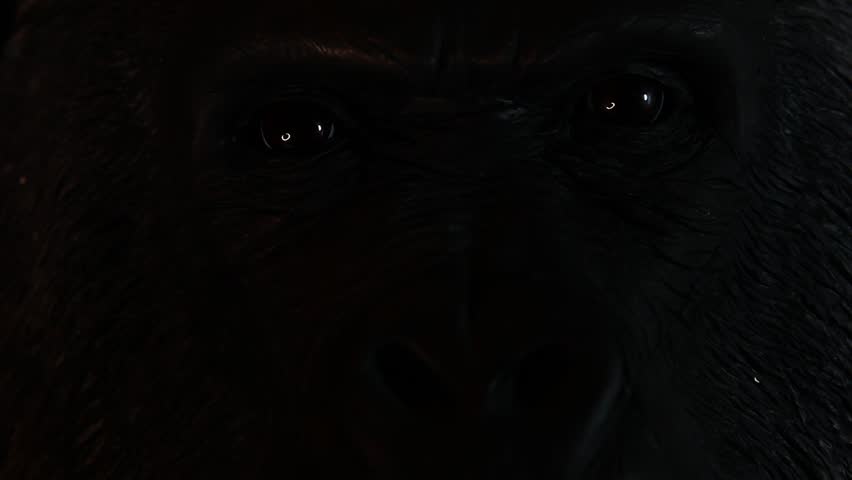 footage of gorilla head dark background 