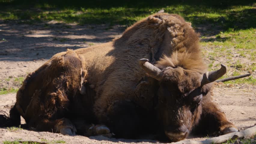 Close up of wisent walking on a sunny day	