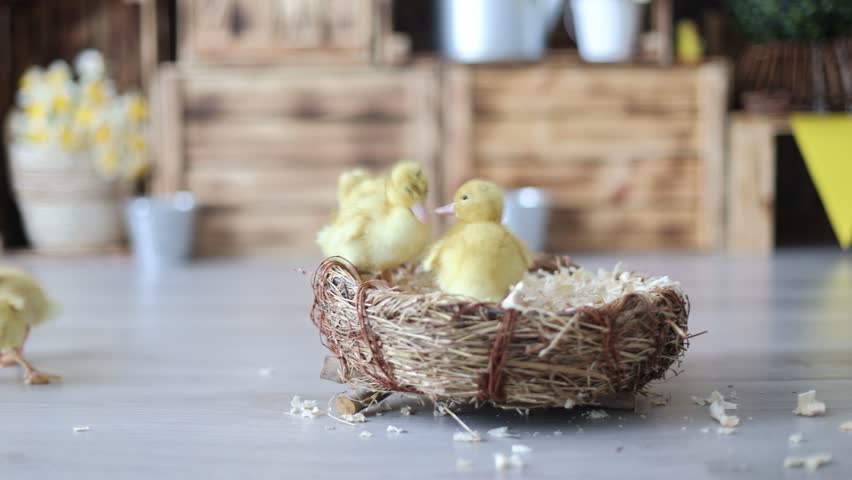 Small beautiful ducklings, cute fluffy animal birds
