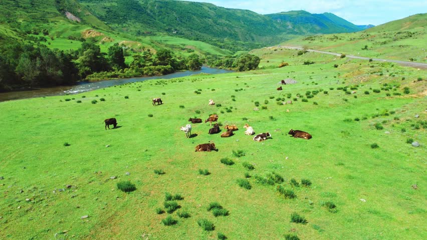 Herd of cows and bulls rests and grazes in green meadow against backdrop of mountains and rivers. View from drone of picturesque distance of countryside where cattle graze. Beautiful landscape Georgia
