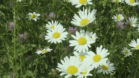 Meadow Symphony: 4K Dance of Wind-Kissed Daisies and Fluttering Insects
