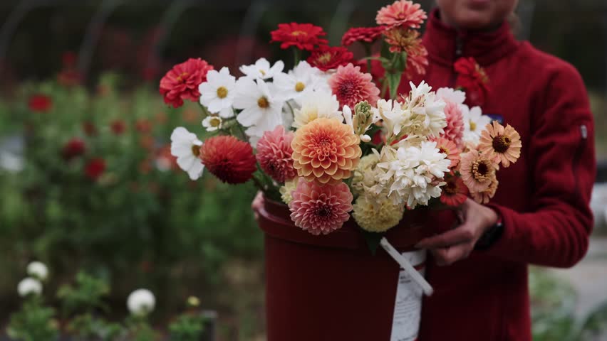 Smiling Young Woman Carrying A Bucket Of Cut Flowers Dahlias Cosmos Zinnias