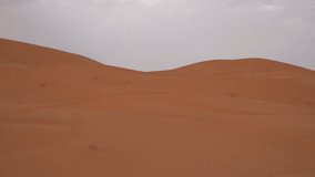 Mesmerizing footage of graceful desert camels gracefully traversing the vast expanse of the Sahara desert.