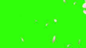 Cherry blossom petals flying, floating and swaying in the wind. Cherry blossom flowers falling diagonally over green screen background. Sakura, Rose or Cherry blossom petals. - Powered by Shutterstock - Get 15% off with code: PIKWIZARD15