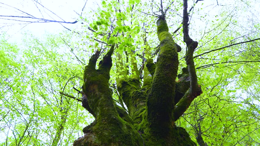 Hayal of Aloños. Municipality of Villacarriedo. Pas Valleys. Cantabria. Spain. Europe