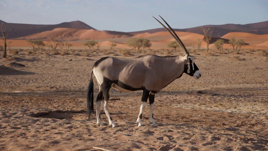 Slow motion footage of standing Gemsbok or Oryx gazella near Sossusvlei, Namibia. Wildlife Nature in Namib desert, Africa. Royalty-Free Stock Footage #1105375527