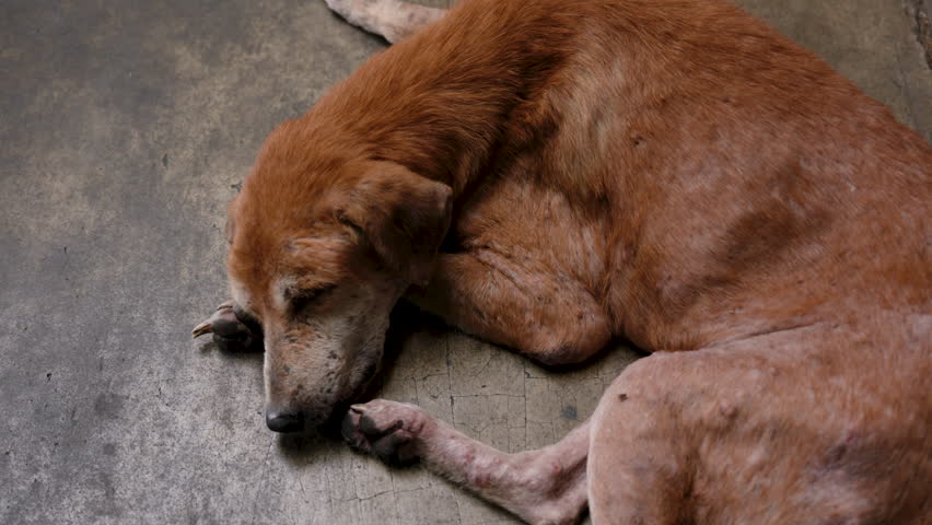 Close-up stray dog lying on floor breathing heavily, being very old dog, it's difficult lie down because it's hard walk, large brown dog with many scars on its body, dog sleeping on patio. Royalty-Free Stock Footage #1105376645