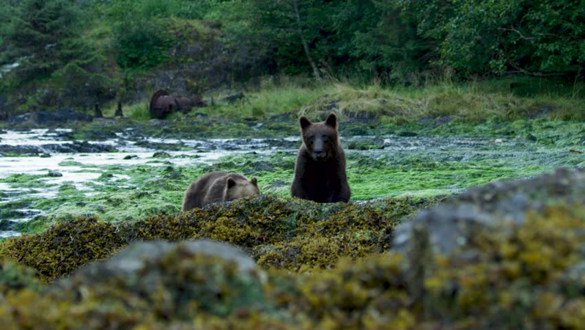 Two brown bears come ashore from the river and walk along its edge. Alaska
