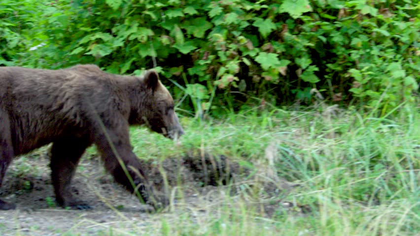 A brown bear walking in a meadow by a river. Alaska