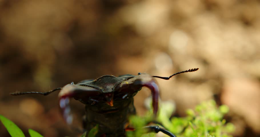 close-up of the head of a male stag beetle standing in the sun on a green flower and looking at the camera. whiskers, horns and eyes of an insect. close-up