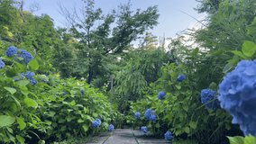 This video is about a young woman having a walk in a Japanese garden, surrounded by nature, greenery, and hydrangea flowers in summer in Japan, Kamakura