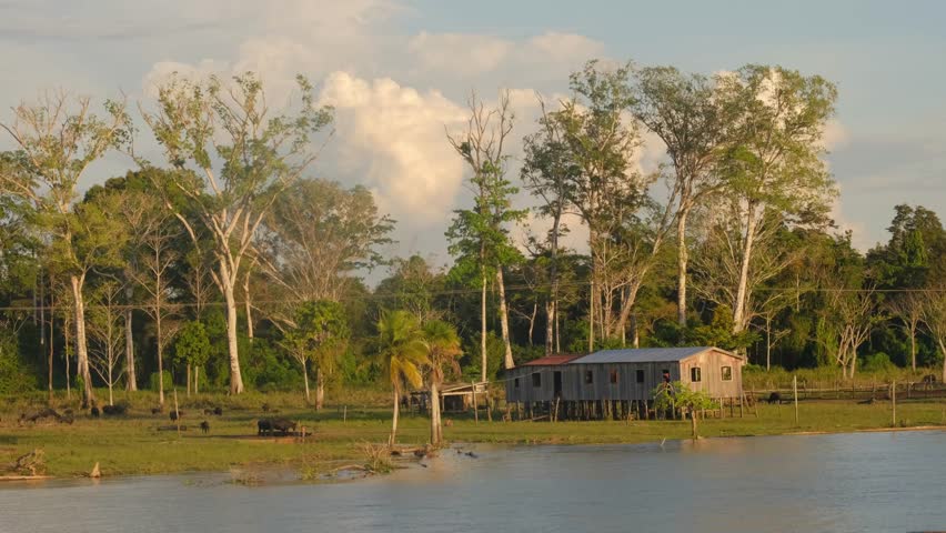Native tribal people and communities in the middle of the Amazonia rainforest, Brazil wooden house over the rio river amazonia Royalty-Free Stock Footage #1105380509