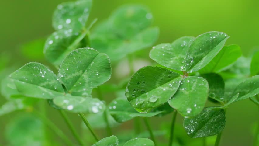 Four-leaf clover with water droplets on a rainy day Royalty-Free Stock Footage #1105380617