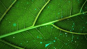 Agricultural technologies for growing plants and scientific research in the field of biology and chemistry of nature. Living green leaf with scientific data . Organic digital background - Powered by Shutterstock - Get 15% off with code: PIKWIZARD15