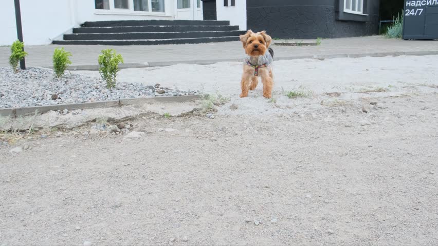 Dog breed yorkshire terrier barks and runs away. Slow motion. Translation of the text on the iron box: "Pick up, send 24 7"