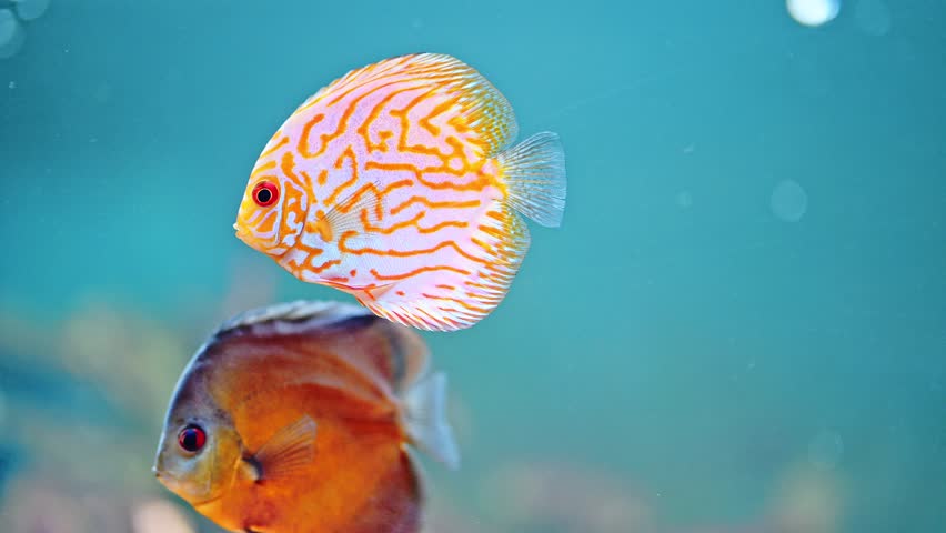 discus fish in aquarium, tropical fish. Symphysodon discus from Amazon river