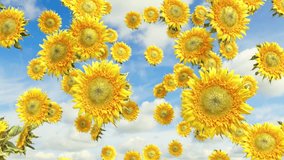 Falling Sunflower Background 3D Rendering