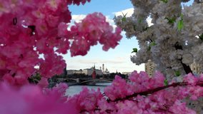 Spring Moscow cityscape. Moscow Kremlin is visible through frame from white and pink blooming flowers. Easter city decorations. Real time video. Soft focus. Travel in Russia theme.
