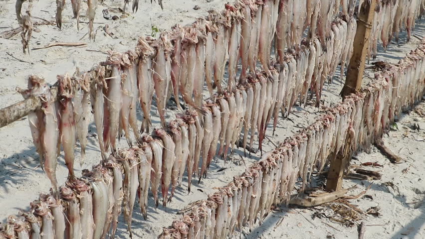 Raw Bombay duck fish are hung under the open air in bamboo and wooden lofts for drying.