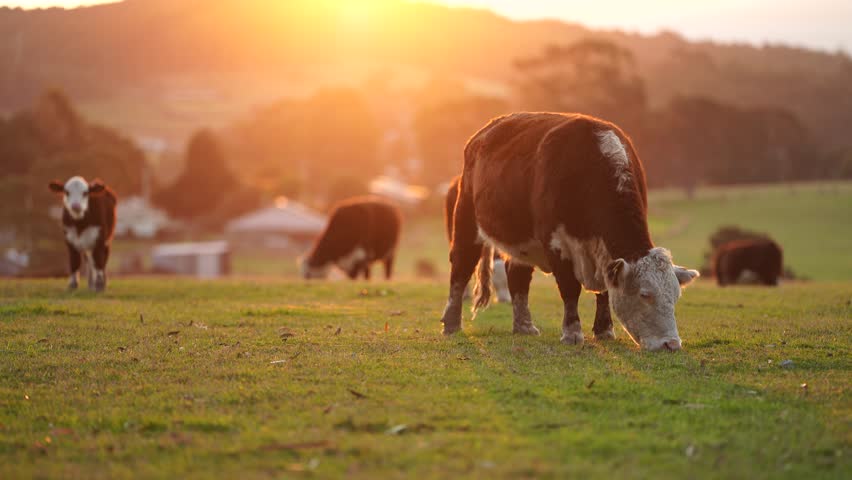 Fat Beef cows grazing on native grasses in a field on a farm practicing regenerative agriculture in Australia. Hereford cattle on pasture. Cows in a field at sunset with golden light. Royalty-Free Stock Footage #1105390193