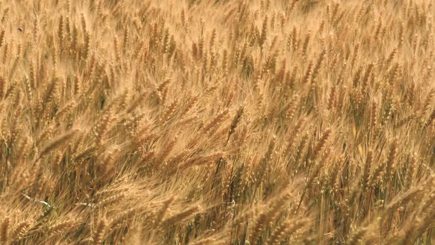 ears wheat field sky summer farm. griculture. farming. Rural scenery wheat field. yellow ears field sunny day. harvesting agribusiness concept wheat business.rye field with golden ears wheat cloudy sk Royalty-Free Stock Footage #1105391779
