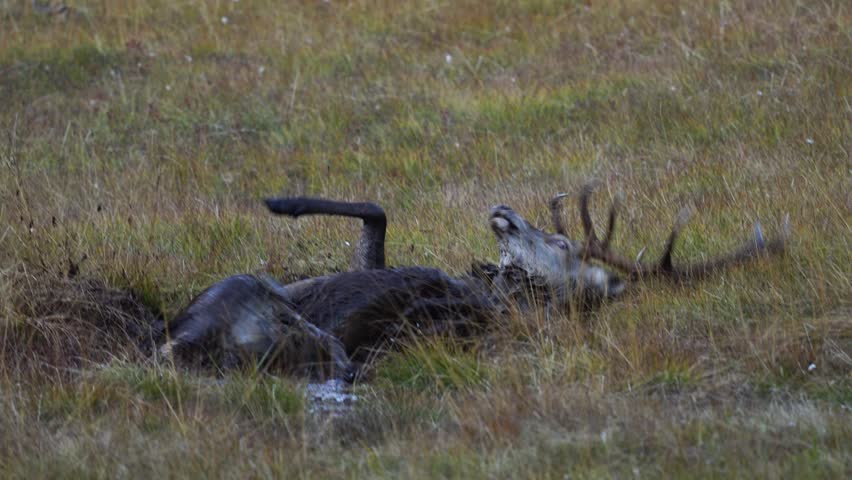 red stag, cervus elaphus, in the rutting season on the mountains in a mud bath at a autumn evening Royalty-Free Stock Footage #1105394137