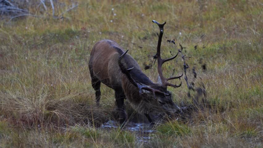 red stag, cervus elaphus, in the rutting season on the mountains in a mud bath at a autumn evening Royalty-Free Stock Footage #1105394139