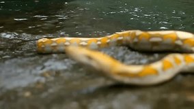 Blur and noise Video of Reticulatus Phyton walking at rock