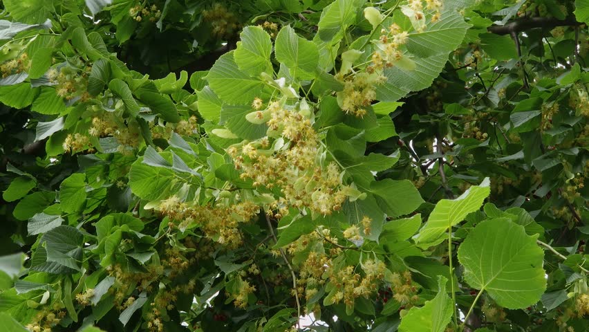 Branches of the blooming linden, view close-up in overcast windy weather
 Royalty-Free Stock Footage #1105394543